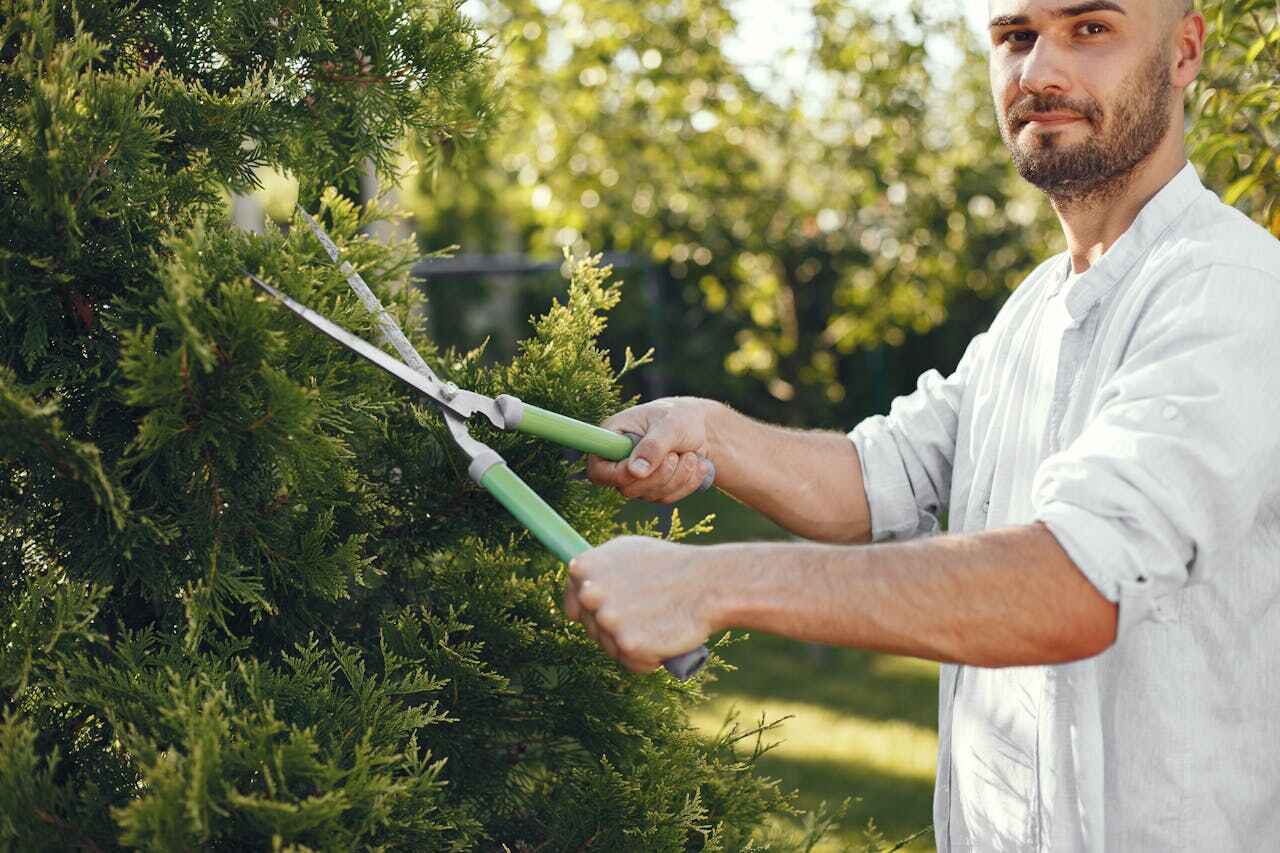 Best Emergency Tree Service  in Buchanan, GA